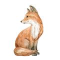 Picture of Forest Fox  _GroupedProduct_Square_Mini_ _GroupedProduct_Square_Unframed_Print_Only_