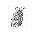 Picture of Sketched Zebras _GroupedProduct_Rectangle_Portrait_Mini_ _GroupedProduct_Rectangle_Portrait_Unframed_Print_Only_