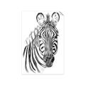 Picture of Sketched Zebras _GroupedProduct_Rectangle_Portrait_Mini_ _GroupedProduct_Rectangle_Portrait_Unframed_Print_Only_