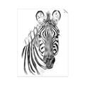 Picture of Sketched Zebras _GroupedProduct_Rectangle_Portrait_Mini_ _GroupedProduct_Rectangle_Portrait_Unframed_Print_Only_