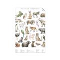 Picture of African wild animals II _GroupedProduct_Rectangle_Portrait_Mini_ _GroupedProduct_Rectangle_Portrait_Unframed_Print_Only_