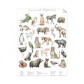 Picture of African wild animals II _GroupedProduct_Rectangle_Portrait_Mini_ _GroupedProduct_Rectangle_Portrait_Unframed_Print_Only_