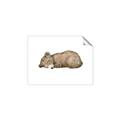 Picture of Baby grizzly bear I _GroupedProduct_Rectangle_Landscape_Mini_ _GroupedProduct_Rectangle_Landscape_Unframed_Print_Only_