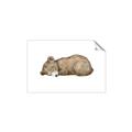 Picture of Baby grizzly bear I _GroupedProduct_Rectangle_Landscape_Mini_ _GroupedProduct_Rectangle_Landscape_Unframed_Print_Only_