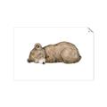 Picture of Baby grizzly bear I _GroupedProduct_Rectangle_Landscape_Mini_ _GroupedProduct_Rectangle_Landscape_Unframed_Print_Only_