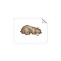 Picture of Baby grizzly bear II _GroupedProduct_Rectangle_Landscape_Mini_ _GroupedProduct_Rectangle_Landscape_Unframed_Print_Only_