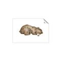 Picture of Baby grizzly bear II _GroupedProduct_Rectangle_Landscape_Mini_ _GroupedProduct_Rectangle_Landscape_Unframed_Print_Only_