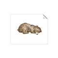 Picture of Baby grizzly bear II _GroupedProduct_Rectangle_Landscape_Mini_ _GroupedProduct_Rectangle_Landscape_Unframed_Print_Only_
