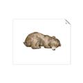 Picture of Baby grizzly bear II _GroupedProduct_Rectangle_Landscape_Mini_ _GroupedProduct_Rectangle_Landscape_Unframed_Print_Only_