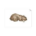 Picture of Baby grizzly bear II _GroupedProduct_Rectangle_Landscape_Mini_ _GroupedProduct_Rectangle_Landscape_Unframed_Print_Only_