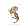 Picture of Adorable Flying Dragon I _GroupedProduct_Rectangle_Portrait_Mini_ _GroupedProduct_Rectangle_Portrait_Unframed_Print_Only_