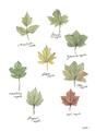 Picture of Leaves Chart _GroupedProduct_Rectangle_Portrait_Mini_ _GroupedProduct_Rectangle_Portrait_Unframed_Print_Only_