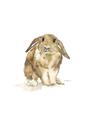 Picture of Shy Bunnies _GroupedProduct_Rectangle_Portrait_Mini_ _GroupedProduct_Rectangle_Portrait_Unframed_Print_Only_