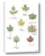 Picture of Leaves Chart