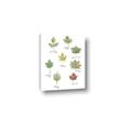Picture of Leaves Chart _GroupedProduct_Rectangle_Portrait_Mini_ _GroupedProduct_Rectangle_Portrait_Canvas_