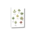Picture of Leaves Chart _GroupedProduct_Rectangle_Portrait_Mini_ _GroupedProduct_Rectangle_Portrait_Canvas_