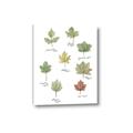 Picture of Leaves Chart _GroupedProduct_Rectangle_Portrait_Mini_ _GroupedProduct_Rectangle_Portrait_Canvas_