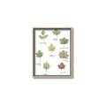 Picture of Leaves Chart _GroupedProduct_Rectangle_Portrait_Mini_ _GroupedProduct_Rectangle_Portrait_Canvas_Framed_