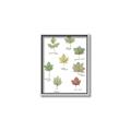 Picture of Leaves Chart _GroupedProduct_Rectangle_Portrait_Mini_ _GroupedProduct_Rectangle_Portrait_Canvas_Framed_