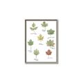 Picture of Leaves Chart _GroupedProduct_Rectangle_Portrait_Mini_ _GroupedProduct_Rectangle_Portrait_Canvas_Framed_