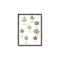 Picture of Leaves Chart _GroupedProduct_Rectangle_Portrait_Mini_ _GroupedProduct_Rectangle_Portrait_Canvas_Framed_