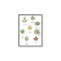 Picture of Leaves Chart _GroupedProduct_Rectangle_Portrait_Mini_ _GroupedProduct_Rectangle_Portrait_Canvas_Framed_