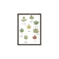 Picture of Leaves Chart _GroupedProduct_Rectangle_Portrait_Mini_ _GroupedProduct_Rectangle_Portrait_Canvas_Framed_