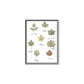 Picture of Leaves Chart _GroupedProduct_Rectangle_Portrait_Mini_ _GroupedProduct_Rectangle_Portrait_Canvas_Framed_
