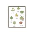 Picture of Leaves Chart _GroupedProduct_Rectangle_Portrait_Mini_ _GroupedProduct_Rectangle_Portrait_Canvas_Framed_