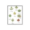 Picture of Leaves Chart _GroupedProduct_Rectangle_Portrait_Mini_ _GroupedProduct_Rectangle_Portrait_Canvas_Framed_
