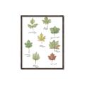 Picture of Leaves Chart _GroupedProduct_Rectangle_Portrait_Mini_ _GroupedProduct_Rectangle_Portrait_Canvas_Framed_