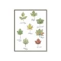 Picture of Leaves Chart _GroupedProduct_Rectangle_Portrait_Mini_ _GroupedProduct_Rectangle_Portrait_Canvas_Framed_
