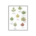 Picture of Leaves Chart _GroupedProduct_Rectangle_Portrait_Mini_ _GroupedProduct_Rectangle_Portrait_Canvas_Framed_