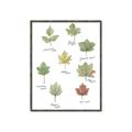 Picture of Leaves Chart _GroupedProduct_Rectangle_Portrait_Mini_ _GroupedProduct_Rectangle_Portrait_Canvas_Framed_