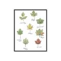 Picture of Leaves Chart _GroupedProduct_Rectangle_Portrait_Mini_ _GroupedProduct_Rectangle_Portrait_Canvas_Framed_