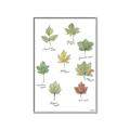 Picture of Leaves Chart _GroupedProduct_Rectangle_Portrait_Mini_ _GroupedProduct_Rectangle_Portrait_Canvas_Framed_