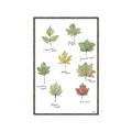 Picture of Leaves Chart _GroupedProduct_Rectangle_Portrait_Mini_ _GroupedProduct_Rectangle_Portrait_Canvas_Framed_