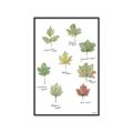 Picture of Leaves Chart _GroupedProduct_Rectangle_Portrait_Mini_ _GroupedProduct_Rectangle_Portrait_Canvas_Framed_