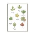 Picture of Leaves Chart _GroupedProduct_Rectangle_Portrait_Mini_ _GroupedProduct_Rectangle_Portrait_Canvas_Framed_