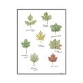 Picture of Leaves Chart _GroupedProduct_Rectangle_Portrait_Mini_ _GroupedProduct_Rectangle_Portrait_Canvas_Framed_