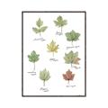 Picture of Leaves Chart _GroupedProduct_Rectangle_Portrait_Mini_ _GroupedProduct_Rectangle_Portrait_Canvas_Framed_