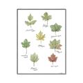 Picture of Leaves Chart _GroupedProduct_Rectangle_Portrait_Mini_ _GroupedProduct_Rectangle_Portrait_Canvas_Framed_