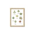 Picture of Leaves Chart _GroupedProduct_Rectangle_Portrait_Mini_ _GroupedProduct_Rectangle_Portrait_Framed_Matted_