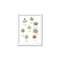 Picture of Leaves Chart _GroupedProduct_Rectangle_Portrait_Mini_ _GroupedProduct_Rectangle_Portrait_Framed_Matted_