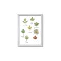 Picture of Leaves Chart _GroupedProduct_Rectangle_Portrait_Mini_ _GroupedProduct_Rectangle_Portrait_Framed_Matted_