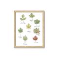 Picture of Leaves Chart _GroupedProduct_Rectangle_Portrait_Mini_ _GroupedProduct_Rectangle_Portrait_Framed_Matted_