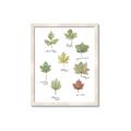 Picture of Leaves Chart _GroupedProduct_Rectangle_Portrait_Mini_ _GroupedProduct_Rectangle_Portrait_Framed_Matted_