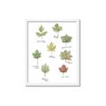 Picture of Leaves Chart _GroupedProduct_Rectangle_Portrait_Mini_ _GroupedProduct_Rectangle_Portrait_Framed_Matted_