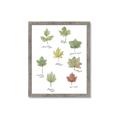 Picture of Leaves Chart _GroupedProduct_Rectangle_Portrait_Mini_ _GroupedProduct_Rectangle_Portrait_Framed_Matted_