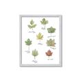 Picture of Leaves Chart _GroupedProduct_Rectangle_Portrait_Mini_ _GroupedProduct_Rectangle_Portrait_Framed_Matted_